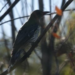 Oriolus sagittatus (Olive-backed Oriole) at Black Range, NSW - 29 Jun 2020 by AndrewMcCutcheon