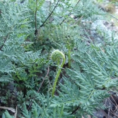 Cheilanthes austrotenuifolia (Rock Fern) at Mount Majura - 4 Jul 2020 by WalterEgo