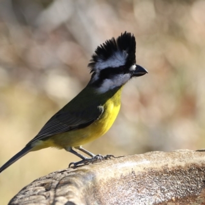 Falcunculus frontatus (Eastern Shrike-tit) at Black Range, NSW - 27 Jun 2020 by AndrewMcCutcheon