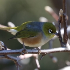 Zosterops lateralis (Silvereye) at Black Range, NSW - 27 Jun 2020 by AndrewMcCutcheon