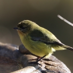 Acanthiza nana (Yellow Thornbill) at Black Range, NSW - 29 Jun 2020 by AndrewMcCutcheon