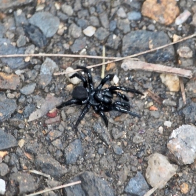 Unidentified Trapdoor, Funnelweb or Mouse spider (Mygalomorphae) at Nelson, NSW - 26 Jun 2020 by RossMannell