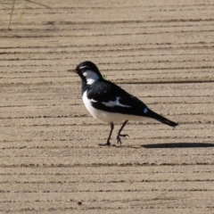 Grallina cyanoleuca (Magpie-lark) at Gungaderra Creek Ponds - 4 Jul 2020 by RodDeb