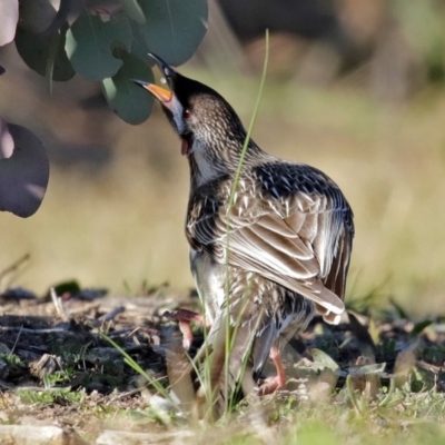 Anthochaera carunculata (Red Wattlebird) at Franklin, ACT - 4 Jul 2020 by RodDeb