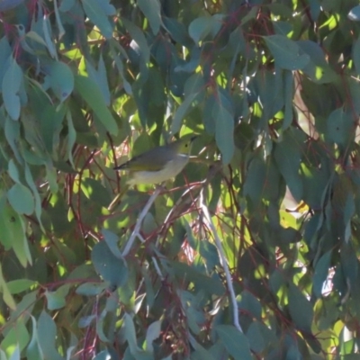 Ptilotula penicillata (White-plumed Honeyeater) at Franklin, ACT - 4 Jul 2020 by RodDeb