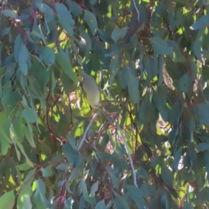 Ptilotula penicillata at Franklin, ACT - 4 Jul 2020