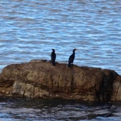 Phalacrocorax carbo (Great Cormorant) at Nelson, NSW - 26 Jun 2020 by RossMannell