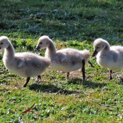 Cygnus atratus (Black Swan) at Gungaderra Creek Ponds - 4 Jul 2020 by RodDeb