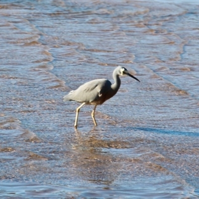 Egretta novaehollandiae (White-faced Heron) at Tathra, NSW - 23 Jun 2020 by RossMannell