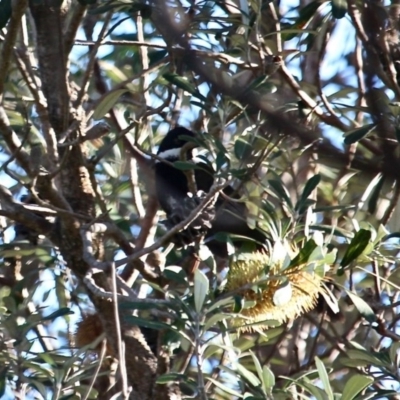 Psophodes olivaceus (Eastern Whipbird) at Tathra, NSW - 23 Jun 2020 by RossMannell