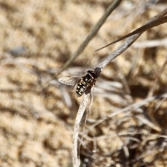 Simosyrphus grandicornis (Common hover fly) at Tathra, NSW - 23 Jun 2020 by RossMannell