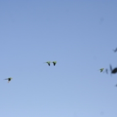 Polytelis swainsonii (Superb Parrot) at Hawker, ACT - 7 Jan 2008 by AlisonMilton