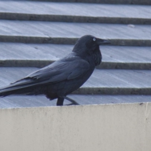 Corvus coronoides at Higgins, ACT - 17 Oct 2010 06:51 PM