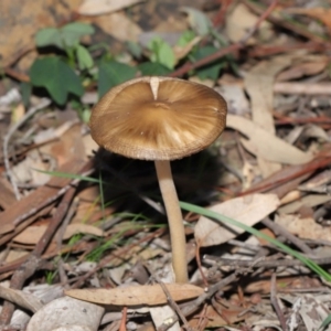 Oudemansiella gigaspora group at Acton, ACT - 3 Jul 2020 12:37 PM