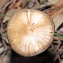 Oudemansiella gigaspora group at Acton, ACT - 3 Jul 2020 12:37 PM