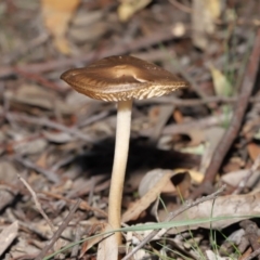 Oudemansiella gigaspora group at Acton, ACT - 3 Jul 2020 12:37 PM