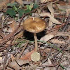 Oudemansiella gigaspora group at Acton, ACT - 3 Jul 2020 12:37 PM