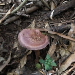 Cortinarius sp. (Cortinarius) at Wattamolla, NSW - 2 Jul 2020 by WattaWanderer