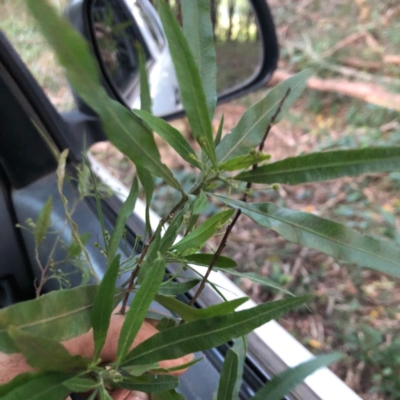 Dodonaea truncatiales (Angular Hop-Bush) at Wattamolla, NSW - 2 Jul 2020 by WattaWanderer
