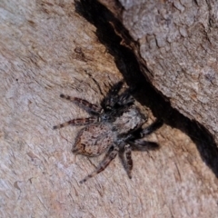 Servaea sp. (genus) (Unidentified Servaea jumping spider) at Hawker, ACT - 5 Jul 2020 by Kurt