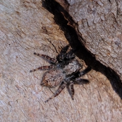 Servaea sp. (genus) (Unidentified Servaea jumping spider) at Molonglo River Reserve - 5 Jul 2020 by Kurt