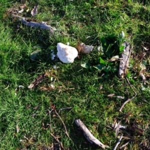 Laetiporus portentosus at Molonglo River Reserve - 5 Jul 2020