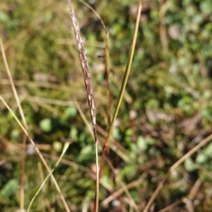 Bothriochloa macra at Deakin, ACT - 2 Jul 2020 09:54 AM