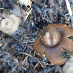 Geastrum sp. (Geastrum sp.) at Deakin, ACT - 4 Jul 2020 by JackyF