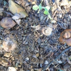 Geastrum sp. (genus) at Deakin, ACT - 4 Jul 2020 02:51 PM