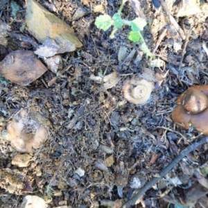 Geastrum sp. (genus) at Deakin, ACT - 4 Jul 2020 02:51 PM