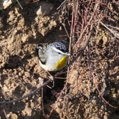 Pardalotus punctatus (Spotted Pardalote) at GG52 - 4 Jul 2020 by JackyF