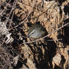 Pardalotus punctatus at Deakin, ACT - 5 Jul 2020