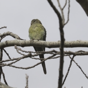 Psephotus haematonotus at Higgins, ACT - 22 Jun 2020