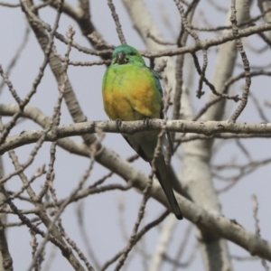 Psephotus haematonotus at Higgins, ACT - 22 Jun 2020