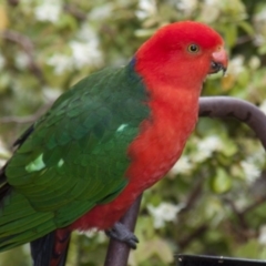 Alisterus scapularis (Australian King-Parrot) at Higgins, ACT - 24 Oct 2010 by AlisonMilton