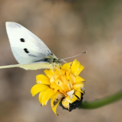 Pieris rapae (Cabbage White) at Dunlop, ACT - 16 Jun 2020 by AlisonMilton