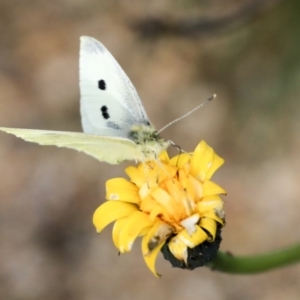 Pieris rapae at Dunlop, ACT - 16 Jun 2020 01:28 PM