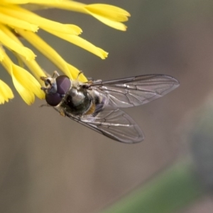 Melangyna viridiceps at Dunlop, ACT - 16 Jun 2020