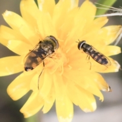 Melangyna viridiceps at Dunlop, ACT - 16 Jun 2020 12:27 PM