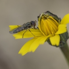 Melangyna viridiceps at Dunlop, ACT - 16 Jun 2020 12:27 PM