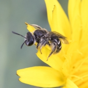 Lasioglossum (Chilalictus) sp. (genus & subgenus) at Dunlop, ACT - 16 Jun 2020 12:59 PM