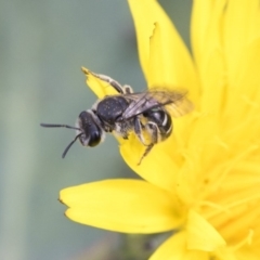 Lasioglossum (Chilalictus) sp. (genus & subgenus) at Dunlop, ACT - 16 Jun 2020 12:59 PM