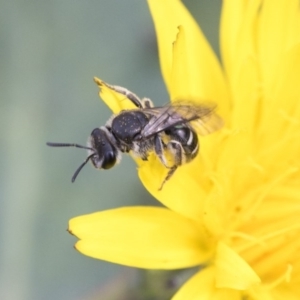 Lasioglossum (Chilalictus) sp. (genus & subgenus) at Dunlop, ACT - 16 Jun 2020 12:59 PM