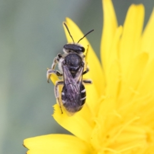 Lasioglossum (Chilalictus) sp. (genus & subgenus) at Dunlop, ACT - 16 Jun 2020 12:59 PM