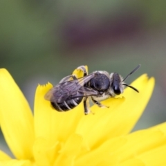 Lasioglossum (Chilalictus) sp. (genus & subgenus) at Dunlop, ACT - 16 Jun 2020 12:59 PM