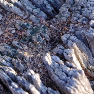 Papyrius nitidus at Molonglo River Reserve - suppressed