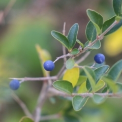 Ligustrum sinense (Narrow-leaf Privet, Chinese Privet) at Dunlop, ACT - 16 Jun 2020 by AlisonMilton