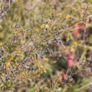 Ligustrum sinense at Dunlop, ACT - 16 Jun 2020