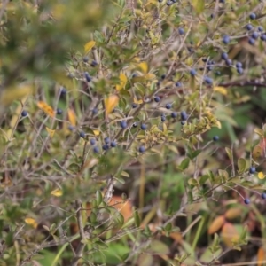 Ligustrum sinense at Dunlop, ACT - 16 Jun 2020