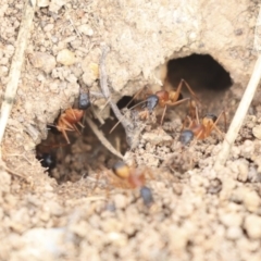 Camponotus consobrinus at Dunlop, ACT - 16 Jun 2020 12:15 PM